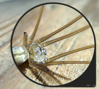 macrocapture
